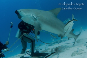 Shark going Up, Playa del Carmen Mexico by Alejandro Topete 